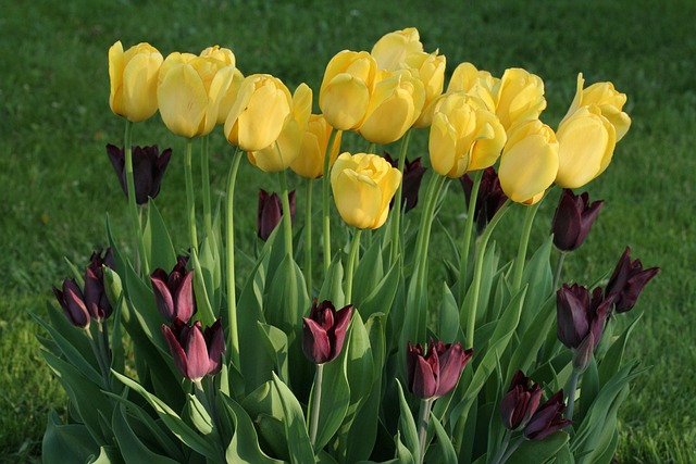 Free Tulips Flowers photo and picture