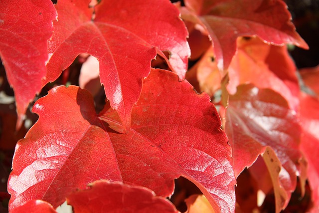 Free Leaves Fall photo and picture