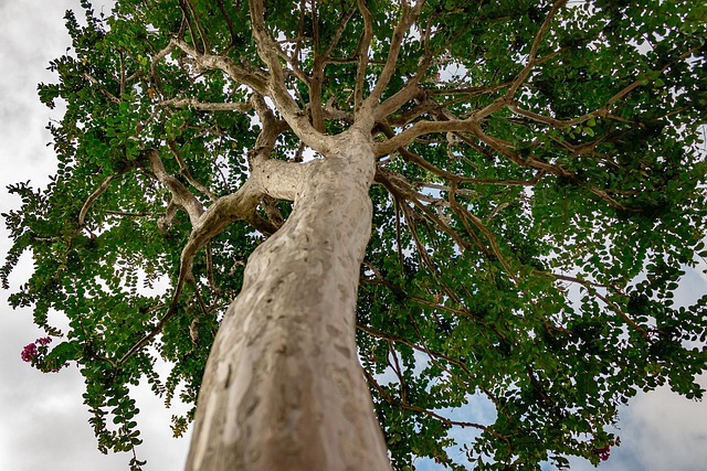 Árbol Naturaleza Belleza Foto gratis en