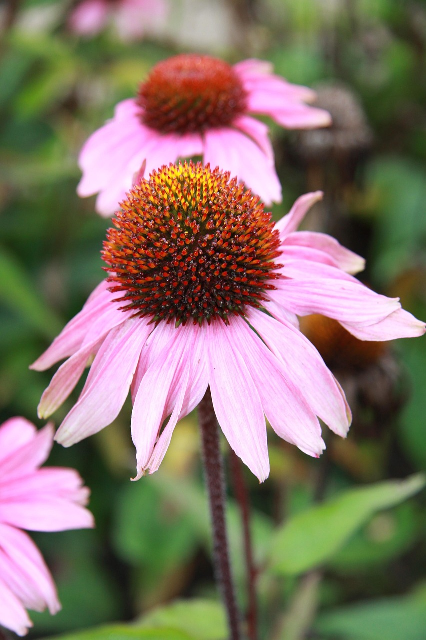 Fleurs Rose Automnal Photo gratuite sur