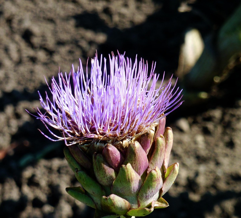 Blossom Bloom Artichoke Flower - Free photo on Pixabay