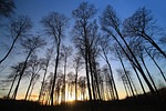 tree, trees, forest