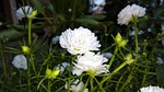 white, flower, flower with kalee