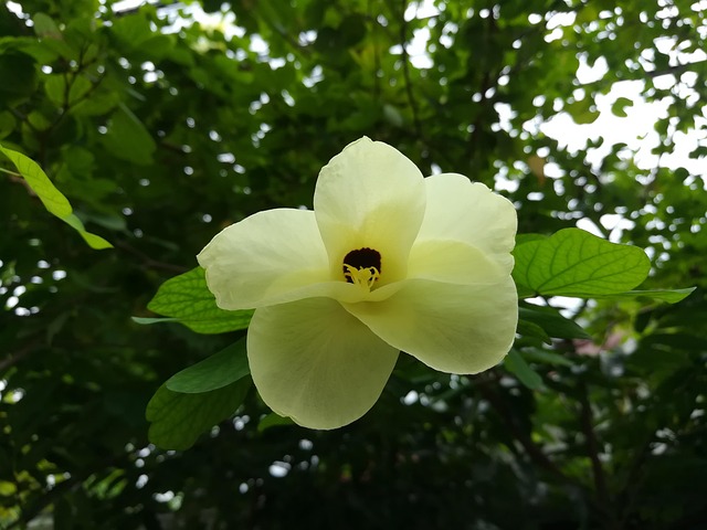 Free Flowers Kalong Flower photo and picture