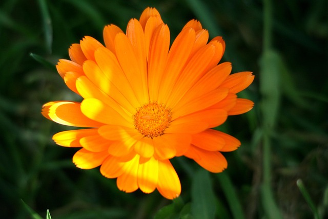 Free Flower Flower Wallpaper photo and picture