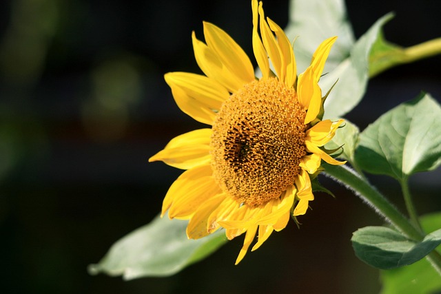 Free Sunflower Summer photo and picture