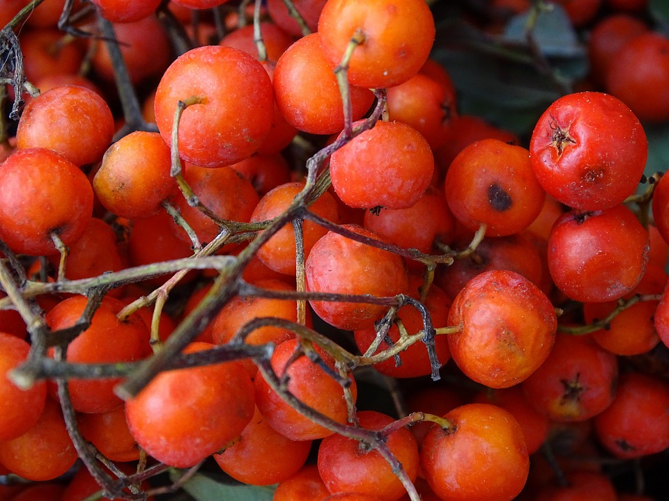 Rowan Rowanberries Orange Berry - Free photo on Pixabay