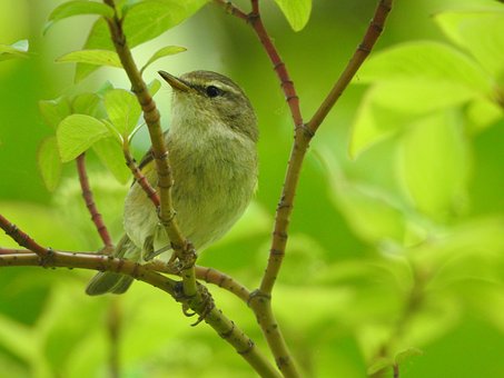 Free Songbird Willow Warbler photo and picture