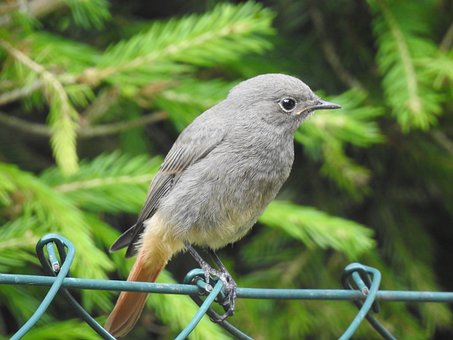 Free Black Redstart Songbirds photo and picture