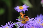 butterfly, comma, flower