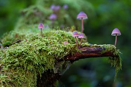 Champignons Morilles Nature Photo Gratuite Sur Pixabay champignons-morilles-nature-photo-gratuite-sur-pixabay