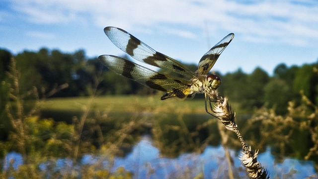 Free Dragonfly Insect photo and picture