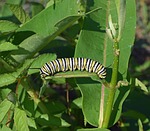 monarch butterfly caterpillar, larva, worm