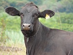 cow, minas, veal