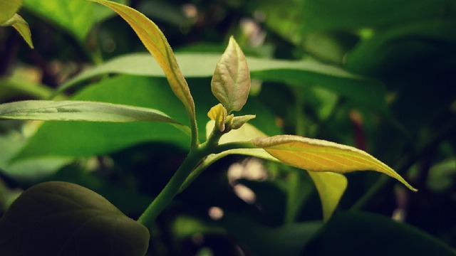 Free Sprout Bud photo and picture