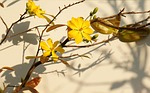 mai busty, apricot yellow spring, vietnam