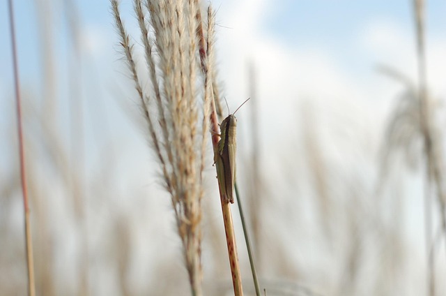 Free Grasshopper Reed photo and picture
