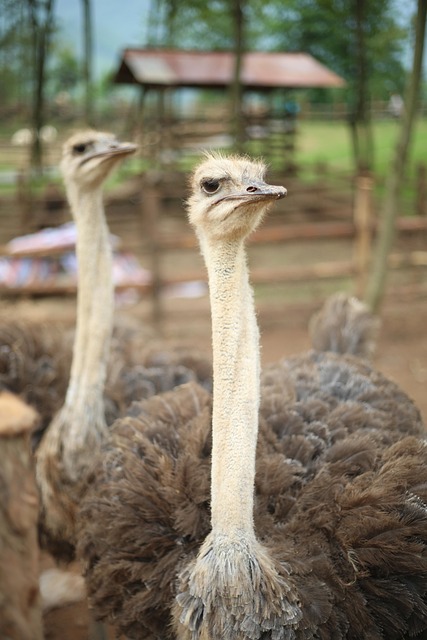 Free Zoo Ostrich photo and picture