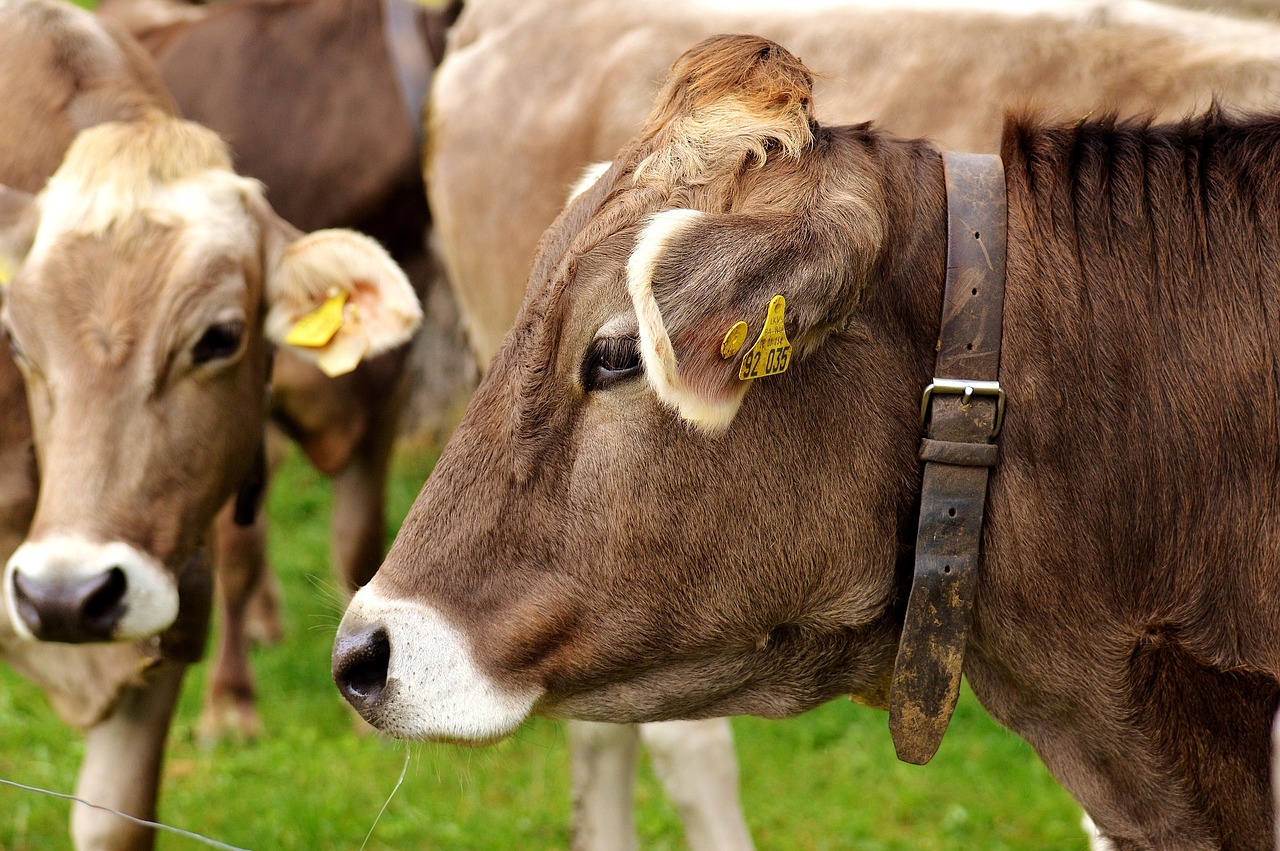 Cow Allgäu Cows - Free photo on Pixabay - Pixabay
