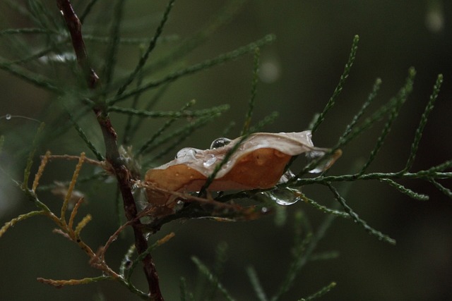 Gotas, Árbol, Naturaleza, Hoja