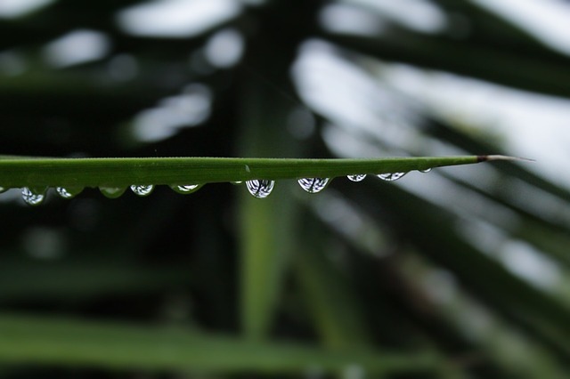 Gotas, Planta, Naturaleza