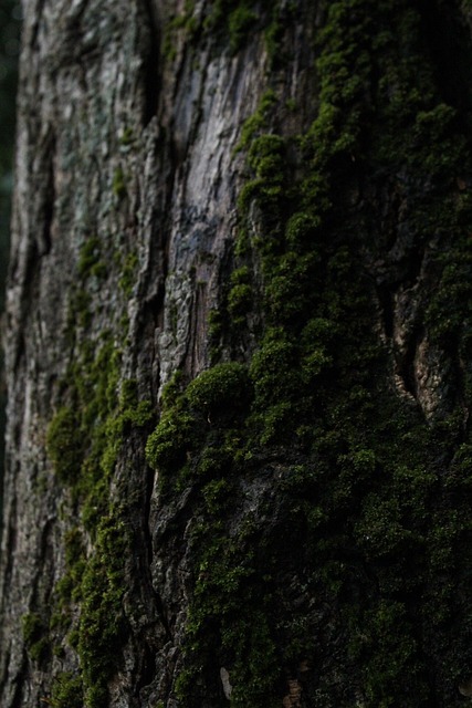 Árbol, Espuma, Naturaleza