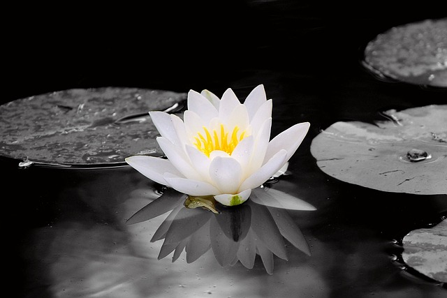 Free Pond Water Lilies photo and picture