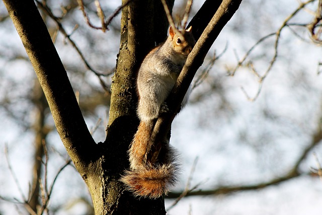 Free Squirrel London photo and picture