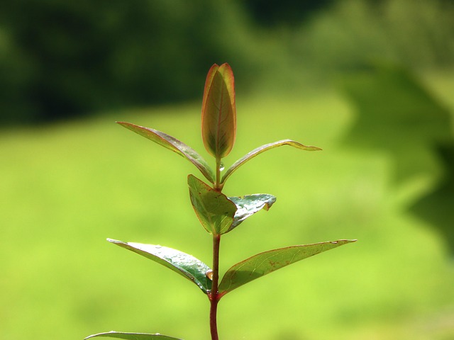 Free Plant Leaf photo and picture