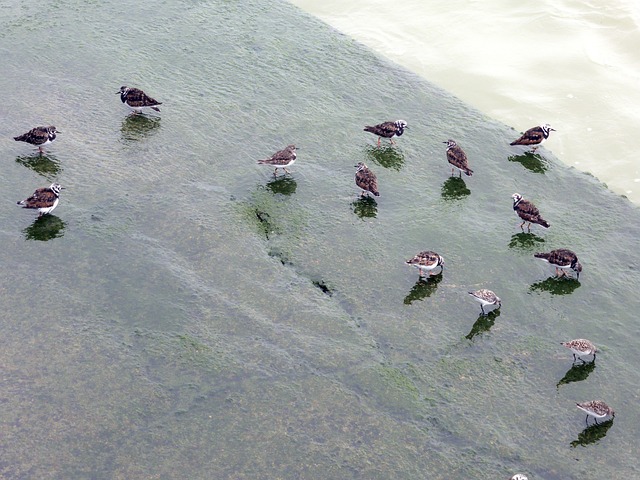 Free Birds Sea photo and picture