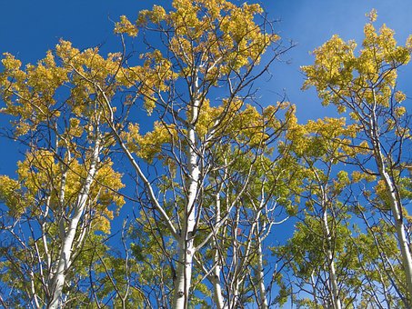 Free Birch Trees photo and picture