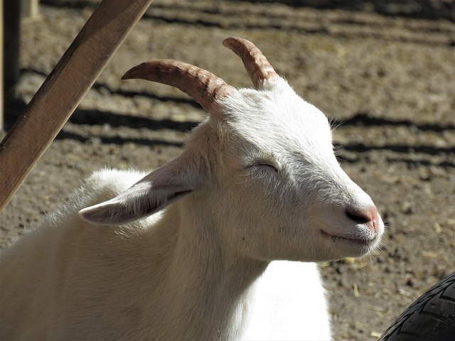 Kambing Hewan Ternak · Foto gratis di Pixabay