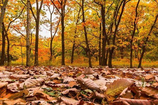 Cây Cổ Thụ, Fall, Lá, Lá Cây, Vàng, Năm
