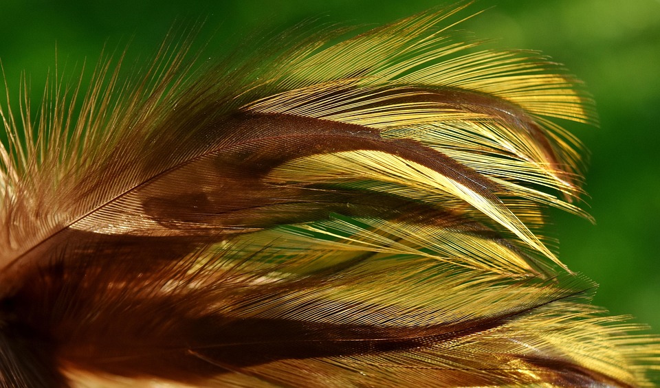Feathers Bird Nature - Free photo on Pixabay - Pixabay