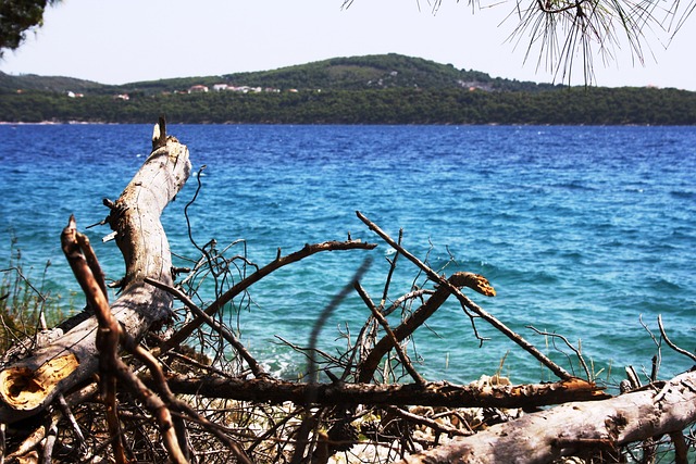 Kroatien, Meer, Treibholz, Trogir