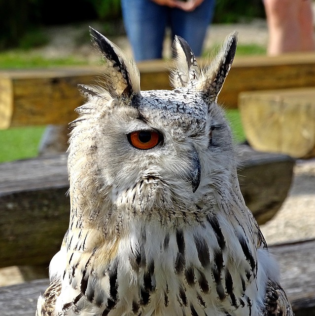 Free Zoo Falconer photo and picture