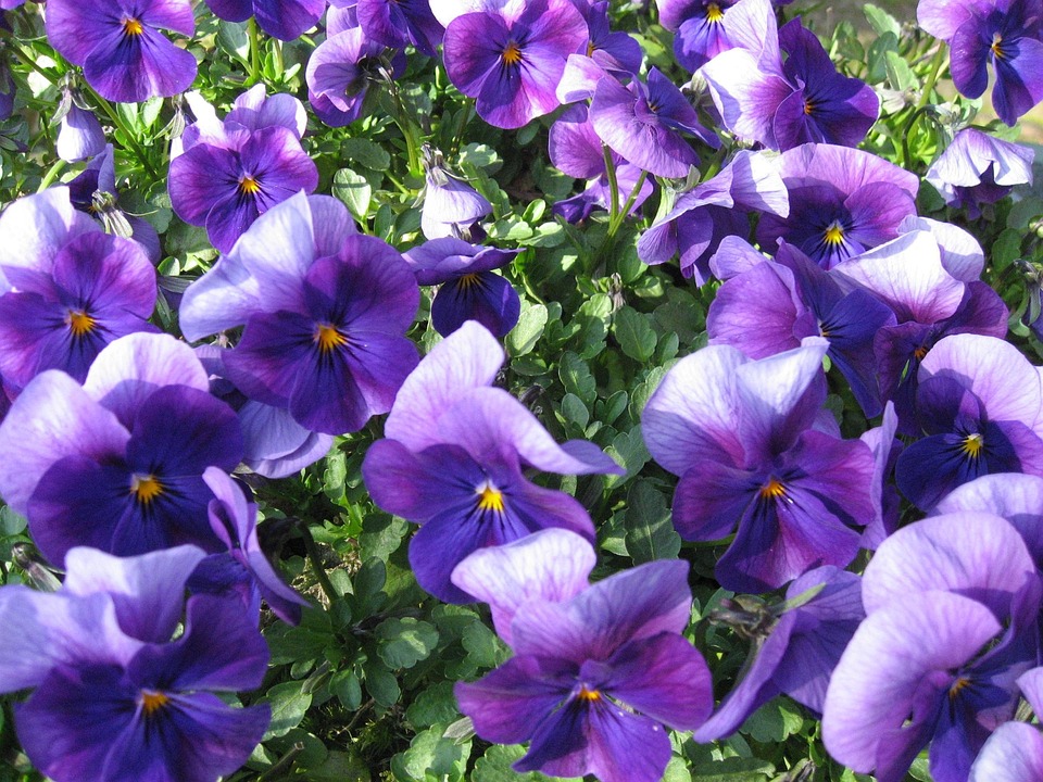 Summer Violets Free photo on Pixabay Pixabay