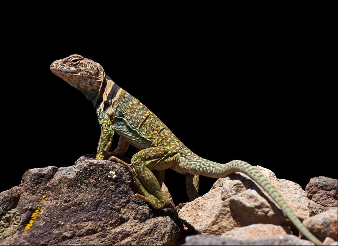 Collared Lizard Reptile Wildlife - Free photo on Pixabay