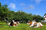 cow, pasture, field