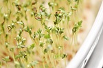 cress, grow, green