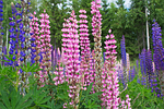lupine, flower, plant