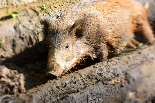 Free Wild Boar Wild photo and picture