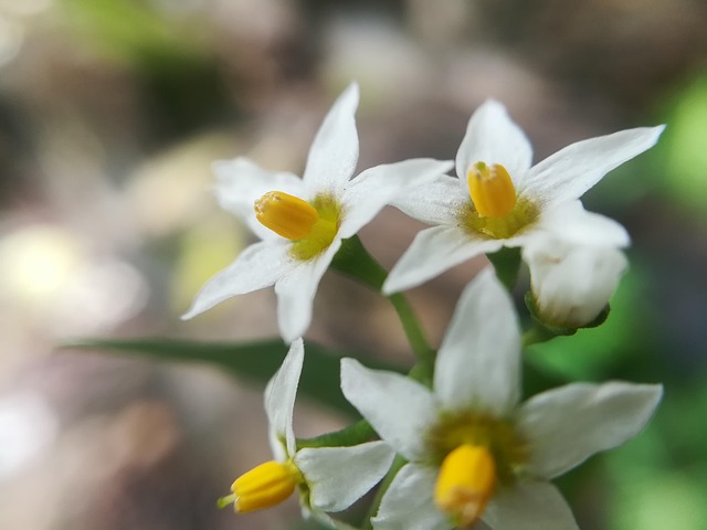 Free Flower Flower Wallpaper photo and picture