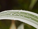 dew, nature, macro