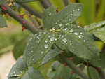 dew, leaves, green leaves