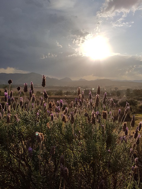 Free Lavender Farm photo and picture