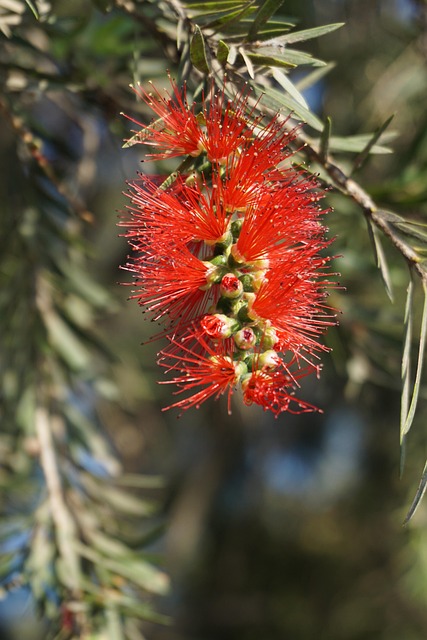Free Callistemon Flower photo and picture