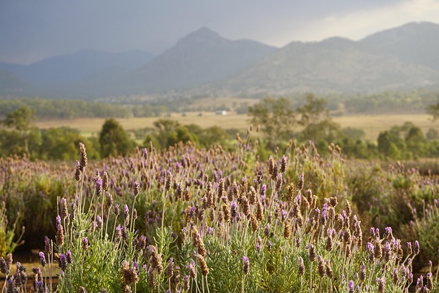 Free Lavender Country photo and picture