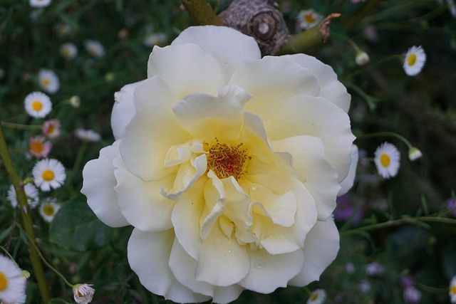 Free Rose White photo and picture