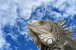 iguana, portrait, profile